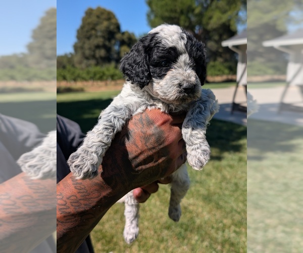 Medium Photo #4 Bernedoodle-Cavapoo (Miniature) Mix Puppy For Sale in SACRAMENTO, CA, USA