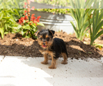 Small #3 Yorkshire Terrier