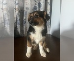 Small #2 Aussie-Corgi