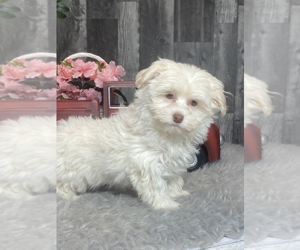 Medium Photo #2 Havanese Puppy For Sale in CANOGA, NY, USA
