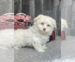Small Photo #2 Havanese Puppy For Sale in CANOGA, NY, USA