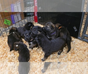 German Shepherd Dog Puppy for sale in NASHVILLE, TN, USA
