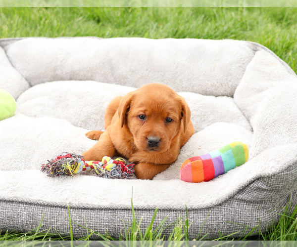 Medium Photo #2 Labrador Retriever Puppy For Sale in SYRACUSE, IN, USA
