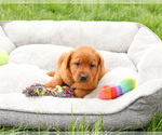 Small #1 Labrador Retriever