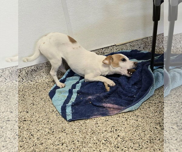 Medium Photo #4 Chihuahua-Unknown Mix Puppy For Sale in Castle Rock, CO, USA