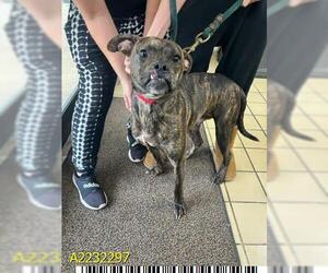 Bull-Boxer Dogs for adoption in West Palm Beach, FL, USA
