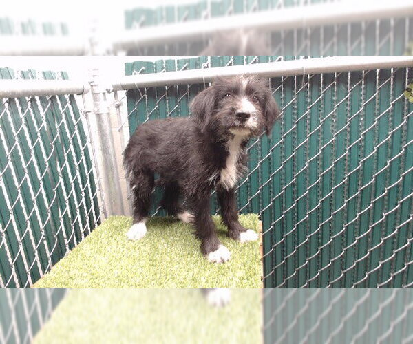 Medium Photo #1 Mutt Puppy For Sale in Downey, CA, USA