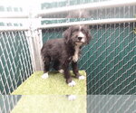 KERRI - Female Mutt Dog for Adoption - Small photo
