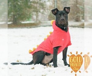 American Pit Bull Terrier-Retriever  Mix Dogs for adoption in Ann Arbor, MI, USA