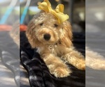 Small Photo #60 Goldendoodle mix (+ Poodle Miniature) Puppy For Sale in MENIFEE, CA, USA