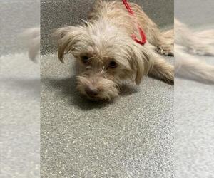 Mutt Dogs for adoption in Las Vegas, NV, USA