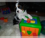 Puppy 1 Cavalier King Charles Spaniel