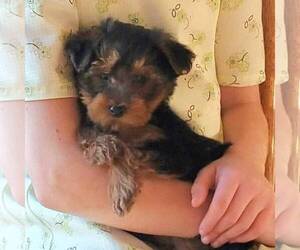 YorkiePoo Puppy for sale in ROBESONIA, PA, USA