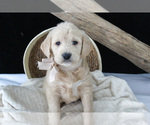 Small #1 Labradoodle
