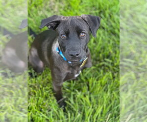 Labrador Retriever-Unknown Mix Dogs for adoption in Sandy, UT, USA