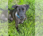 Small Labrador Retriever Mix