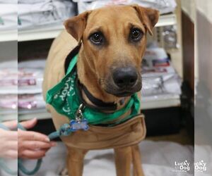 Labrador Retriever-Retriever  Mix Dogs for adoption in Washington, DC, USA