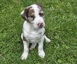 Puppy Reddy Border Collie-German Shorthaired Pointer Mix