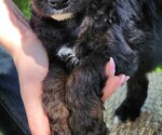 Small #9 F2 Aussiedoodle