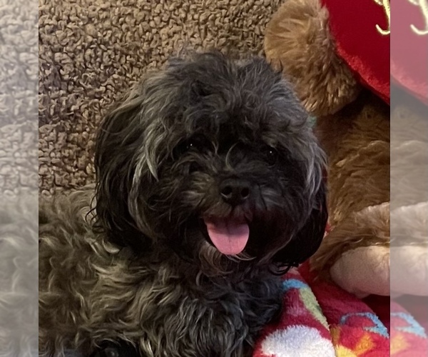 Medium Photo #1 Shih-Poo Puppy For Sale in FORT WORTH, TX, USA