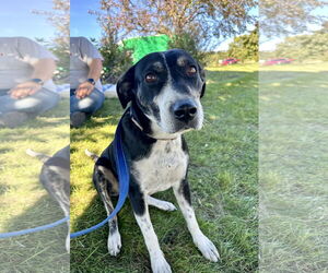 Labrador Retriever-Unknown Mix Dogs for adoption in Brooklyn Center, MN, USA