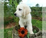 Small Photo #4 English Cream Golden Retriever Puppy For Sale in PROSPECT, VA, USA