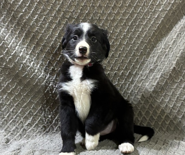 Medium Photo #2 Bordernese Puppy For Sale in CHETEK, WI, USA