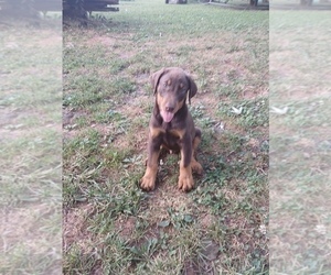 Doberman Pinscher Puppy for sale in BOWLING GREEN, KY, USA