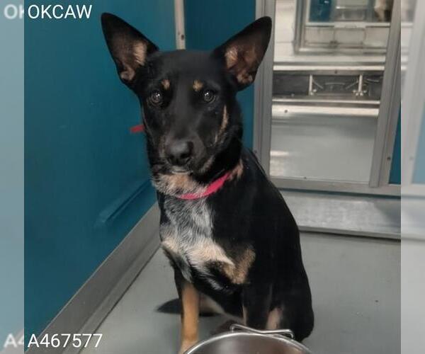 Medium Photo #1 German Shepherd Dog-Unknown Mix Puppy For Sale in Oklahoma City, OK, USA