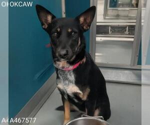 German Shepherd Dog-Unknown Mix Dogs for adoption in Oklahoma City, OK, USA