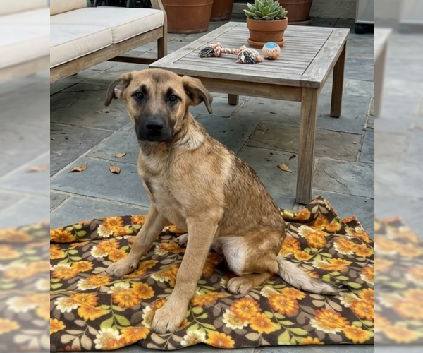 Medium Photo #2 Mutt Puppy For Sale in Genesee, WI, USA