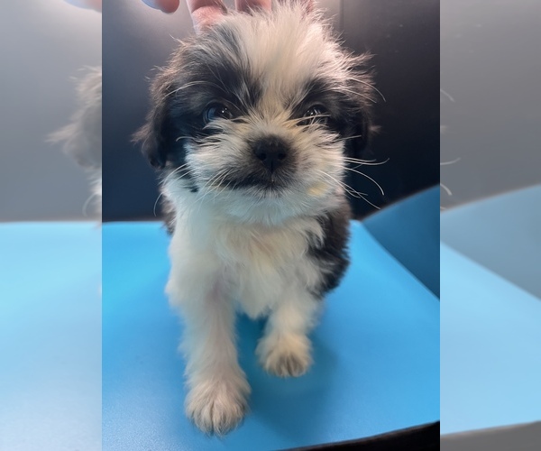 Medium Photo #2 Maltipoo-Shih Tzu Mix Puppy For Sale in SAINT AUGUSTINE, FL, USA