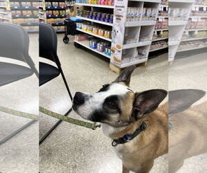 Whiskey - Male Boxer-Unknown Mix Dog for Adoption - Photo #4