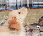 Small Photo #21 Goldendoodle Puppy For Sale in CARLOCK, IL, USA