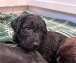 Puppy Black Puppy 4 Schnoodle (Giant)
