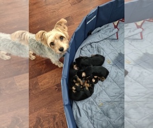 Mother of the Yorkshire Terrier puppies born on 09/19/2021