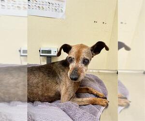 Chihuahua-Unknown Mix Dogs for adoption in Fremont, CA, USA