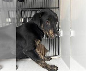 Labrador Retriever-Unknown Mix Dogs for adoption in Houston, TX, USA