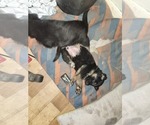 Puppy Kamikaze German Shepherd Dog