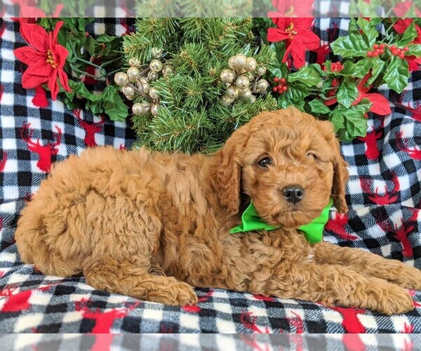 Medium Photo #5 Goldendoodle-Poodle (Miniature) Mix Puppy For Sale in KIRKWOOD, PA, USA