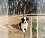 Small Photo #3 Border Collie-Siberian Husky Mix Puppy For Sale in ENGLISH, IN, USA