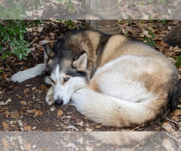 Medium Photo #5 Siberian Husky Puppy For Sale in Carrollton, TX, USA