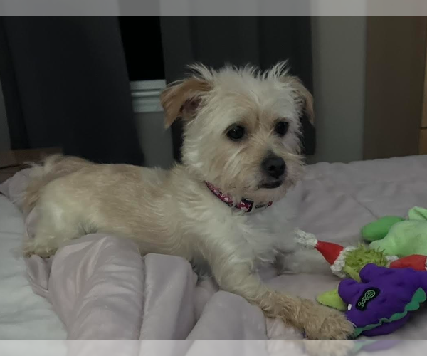 Medium Photo #2 Mutt Puppy For Sale in Cranston, RI, USA