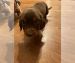 Small Photo #11 Dachshund Puppy For Sale in CATAWBA, SC, USA