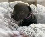 Small Photo #5 Staffordshire Bull Terrier Puppy For Sale in DAWSONVILLE, GA, USA
