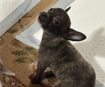 Litter of 3 - Female ChihuahuaLitter of Puppies for Sale - Photo #2