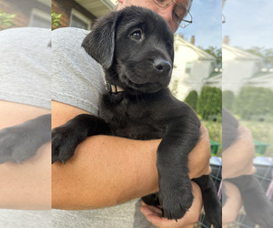 Labrador Retriever Puppy for Sale in CASCADE, Iowa USA