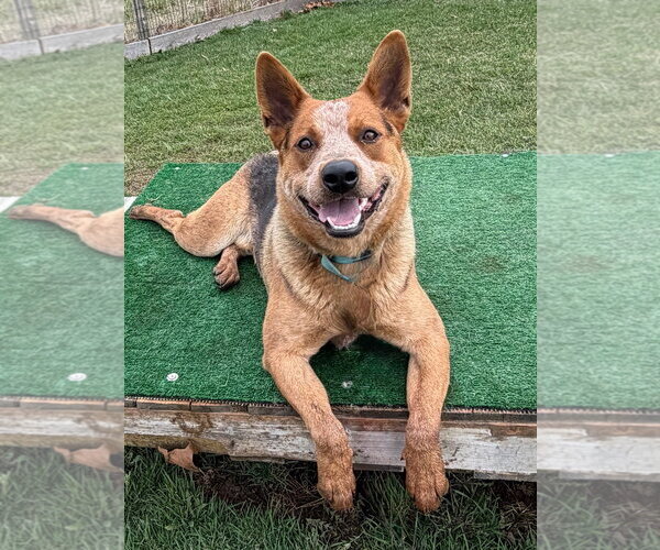 Medium Photo #1 Mutt Puppy For Sale in Garden City, NY, USA