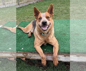 Mutt Dogs for adoption in Garden City, NY, USA