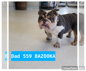 Father of the Bulldog puppies born on 04/18/2022